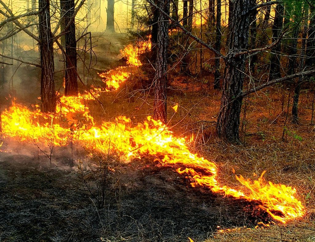 Prescribed Burns Perry county