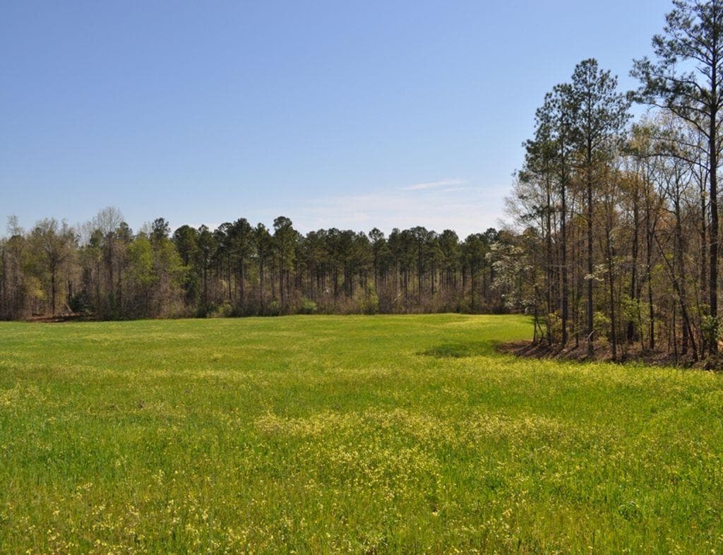 Timber Consulting Services Wilcox county